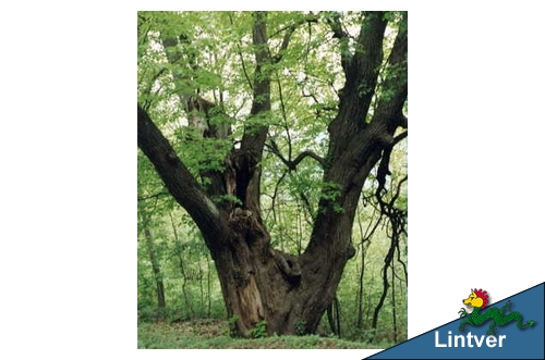  Image name: castagno2.jpg 
 width: 500 pixel 
 height: 331 pixel 
 Size: 94016 bytes 
 Click to enlarge 